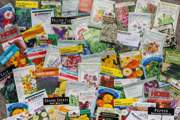 Plant Seeds